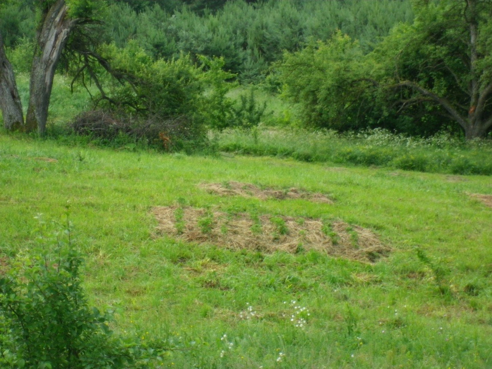 Daržovių salelės pievoje