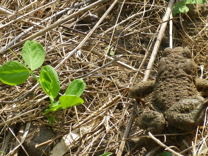 Rupūžė lysvėje