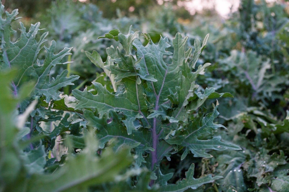 27. Lapiniai kopustai Rusu raudonieji (Kale)