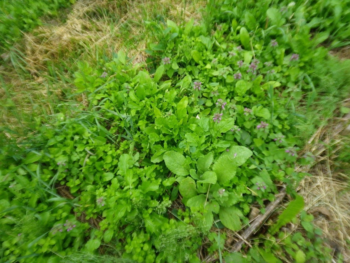 9. Garžgarstes (rukolos)