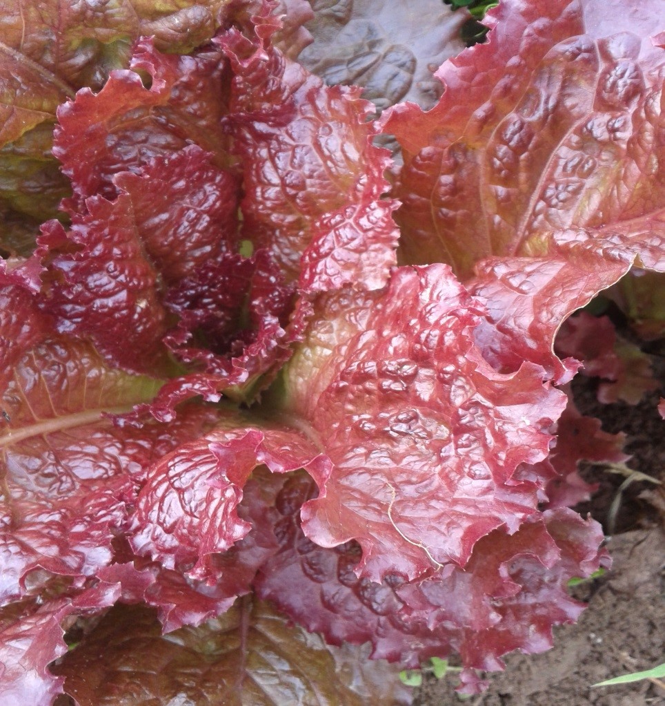 4. Rausvosios salotos